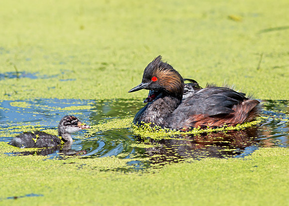 Eared Grebe and chicks