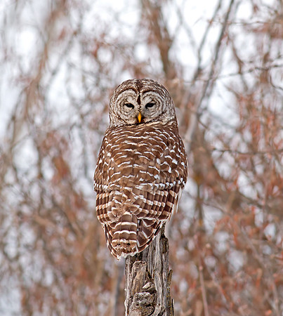 Barred Owl