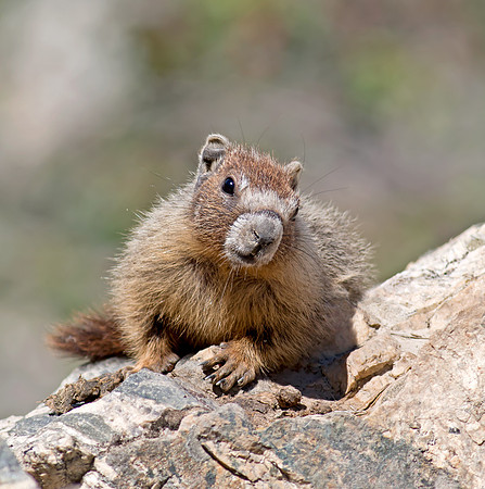 Yellow-bellied Marmot