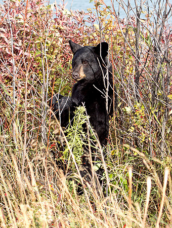American Black Bear