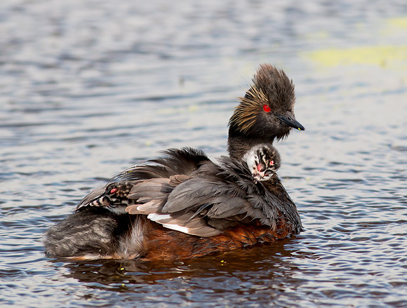 Eared Grebe and chicks