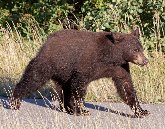American Black Bear