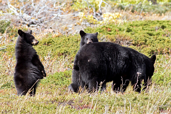 American Black Bear and Cubs