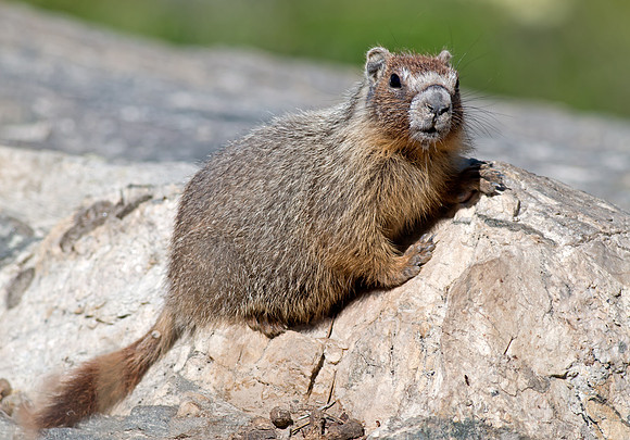 Yellow-bellied Marmot