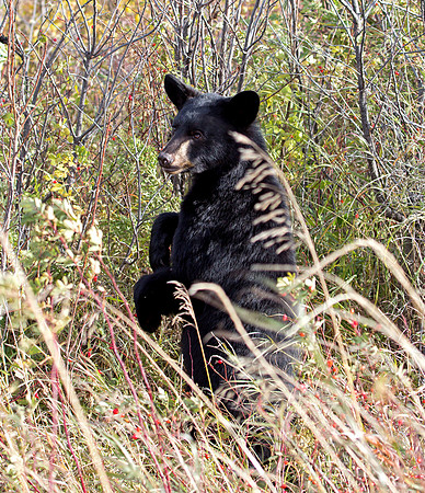 American Black Bear